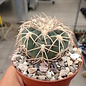 Gymnocalycium spegazzinii v. punillense TOM06-81/1 El Obelisco, Salta