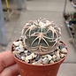 Gymnocalycium spegazzinii v. punillense TOM06-81/1 El Obelisco, Salta