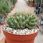 Echinopsis eyriesii     cristata