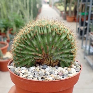 Echinopsis eyriesii     cristata