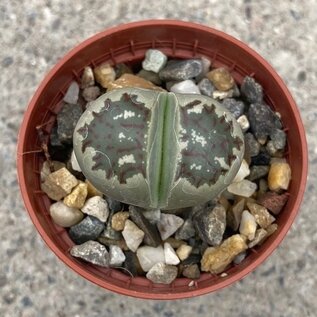 Lithops karasmontana ssp. bella