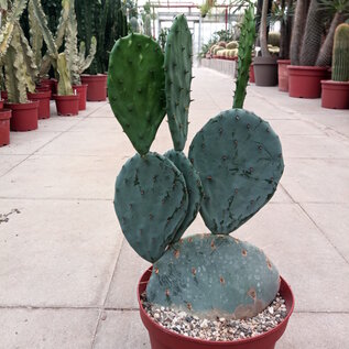 Opuntia guerrana