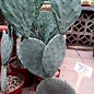 Opuntia guerrana