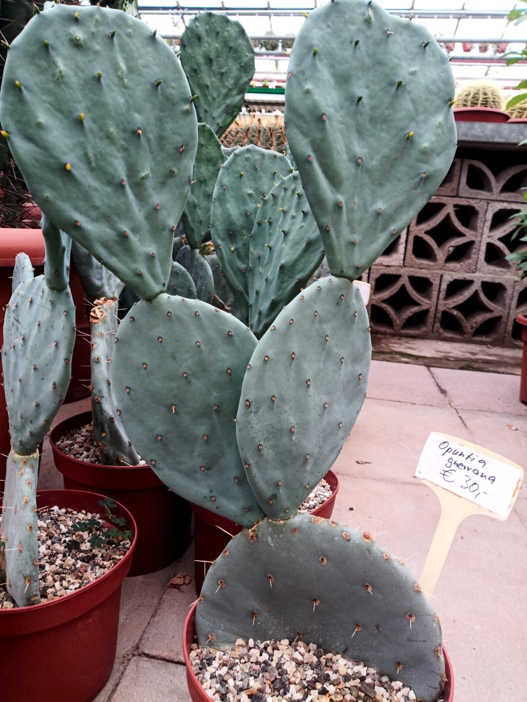 Opuntia guerrana Uhlig Kakteen Über 5000 verschiedene Arten