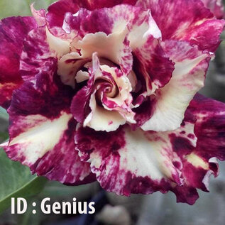 Adenium obesum-Hybr.  Genius 966      (Graines)