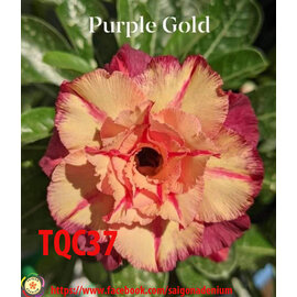 Adenium obesum-Hybr.  Purple Gold TQC37      (Seeds)