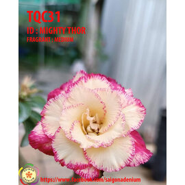 Adenium obesum-Hybr. Mighty Thor TQC31      (Samen)