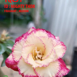 Adenium obesum-Hybr. Mighty Thor TQC31      (Seme)