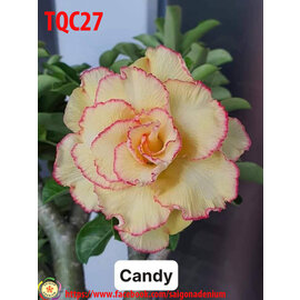 Adenium obesum-Hybr.  Candyshop TQC27      (Seeds)