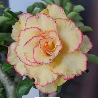 Adenium obesum-Hybr.  Candyshop TQC27      (Seme)