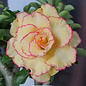 Adenium obesum-Hybr.  Candyshop TQC27      (Graines)