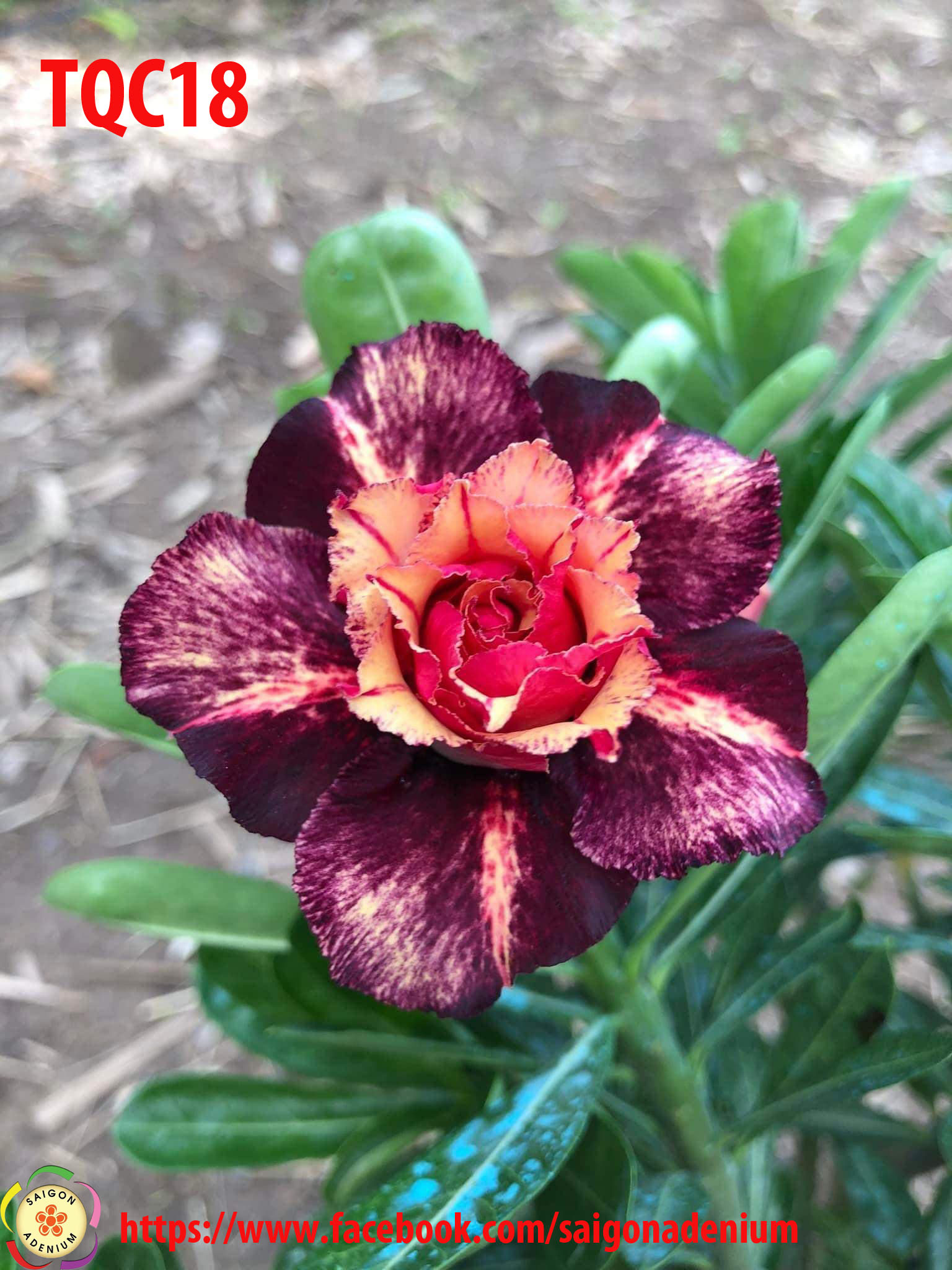 Rosa del deserto (Adenium obesum) - PictureThis