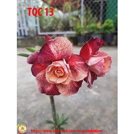 Adenium obesum-Hybr. Mauve Aubergine TQC13      (Graines)