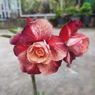 Adenium obesum-Hybr. Mauve Aubergine TQC13      (Seme)