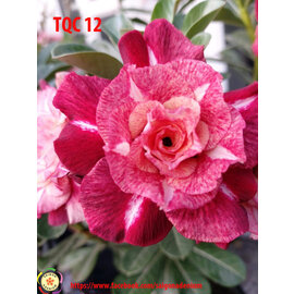 Adenium obesum-Hybr.  Rose TQC12      (Seeds)