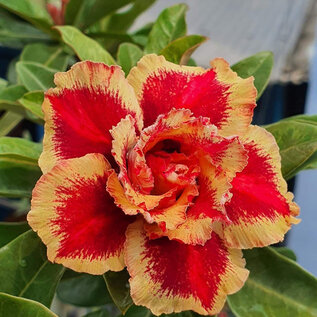 Adenium obesum-Hybr.  Fox TQC10      (Seme)