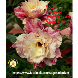 Adenium obesum-Hybr.  Mat Biec 36      (Samen)