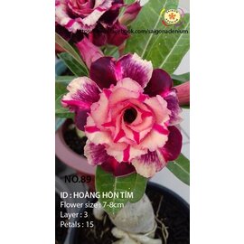 Adenium obesum-Hybr.  Hoang Hon Tim 89      (Samen)