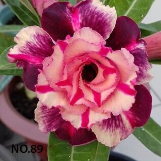 Adenium obesum-Hybr.  Hoang Hon Tim 89      (Seeds)