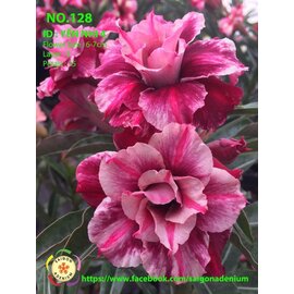 Adenium obesum-Hybr.  Yen Nhi 128      (Graines)