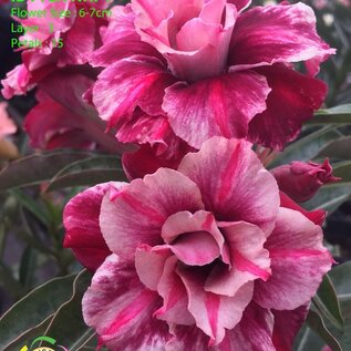 Adenium obesum-Hybr.  Yen Nhi 128      (Semillas)