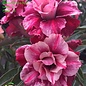 Adenium obesum-Hybr.  Yen Nhi 128      (Graines)