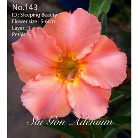 Adenium obesum-Hybr.   Sleeping Beauty 143      (Graines)