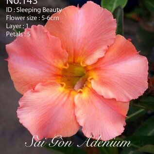 Adenium obesum-Hybr.   Sleeping Beauty 143      (Graines)