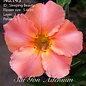 Adenium obesum-Hybr.   Sleeping Beauty 143      (Seeds)