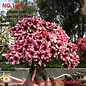 Adenium obesum-Hybr.  Barbie Girl 154      (Semillas)