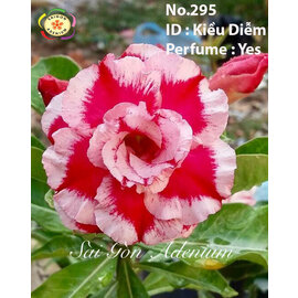 Adenium obesum-Hybr.  Kieu Diem 295      (Samen)