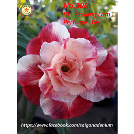 Adenium obesum-Hybr.  Phuong Lam 306      (Samen)