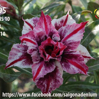 Adenium obesum-Hybr.  Oasis 395      (Seme)