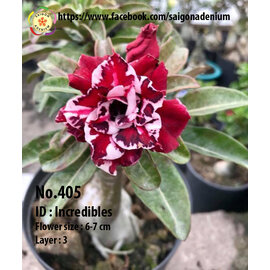 Adenium obesum-Hybr.  Incredibles 405      (Seme)