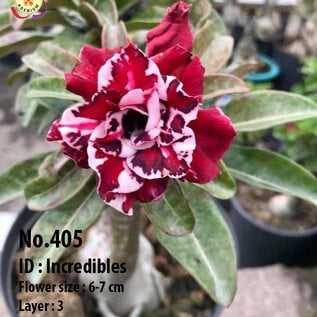 Adenium obesum-Hybr.  Incredibles 405      (Samen)