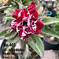 Adenium obesum-Hybr.  Incredibles 405      (Samen)