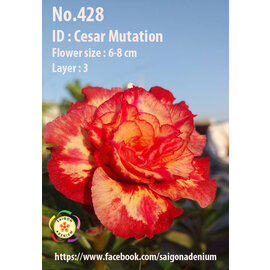 Adenium obesum-Hybr.  Cesar Mutation 428      (Graines)