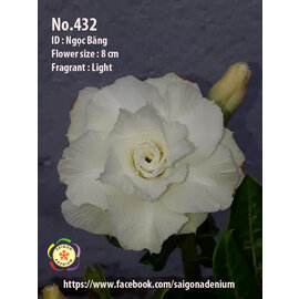 Adenium obesum-Hybr.  Ngoc Bang 432      (Samen)