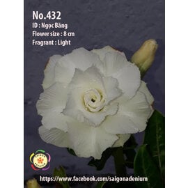 Adenium obesum-Hybr.  Ngoc Bang 432      (Seeds)