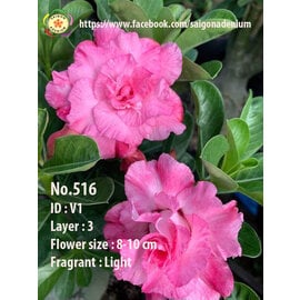 Adenium obesum-Hybr. Pink V1 516      (Graines)