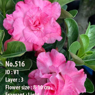 Adenium obesum-Hybr. Pink V1 516      (Semillas)