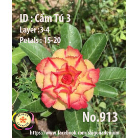 Adenium obesum-Hybr.  Cam Tu2 913      (Samen)