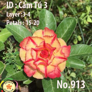 Adenium obesum-Hybr.  Cam Tu2 913      (Graines)