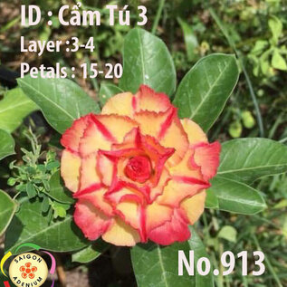 Adenium obesum-Hybr.  Cam Tu2 913      (Seeds)
