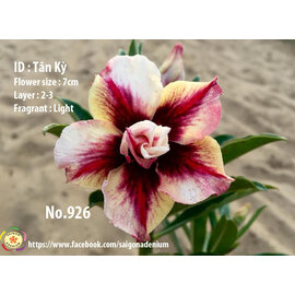 Adenium obesum-Hybr.  Tan Ky 926      (Graines)