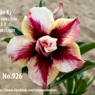 Adenium obesum-Hybr.  Tan Ky 926      (Seme)