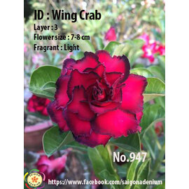 Adenium obesum-Hybr.  Wing Crab 947      (Seeds)