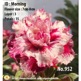 Adenium obesum-Hybr.  Morning 952      (Seeds)