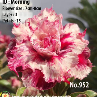 Adenium obesum-Hybr.  Morning 952      (Graines)