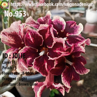 Adenium obesum-Hybr.  Jolie 953      (Seeds)